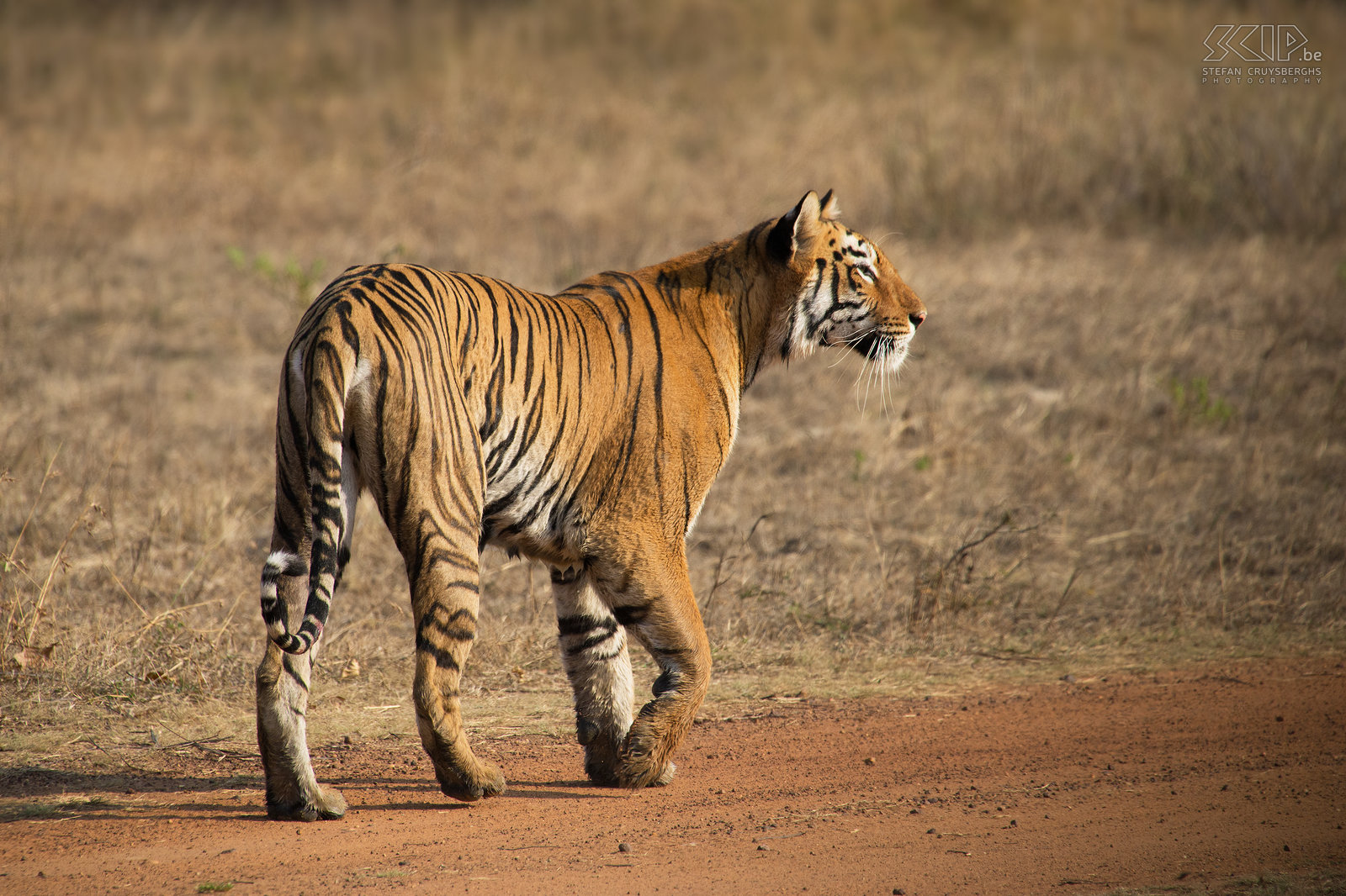 Tadoba - Tigress It was amazing and exciting to see these majestic animals in the wild. It is estimated that there are only around 1850 animals of the Bengal tiger in the wild. Stefan Cruysberghs